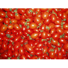 Tomate fresco